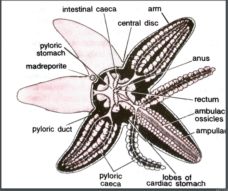 Read more about the article PATTERN OF FEEDING AND DIGESTION IN HIGEHER INVERTEBRATES