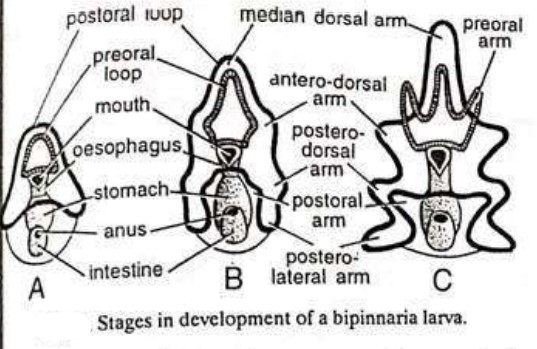 Read more about the article LARVAL FORMS OF ECHINODERMS