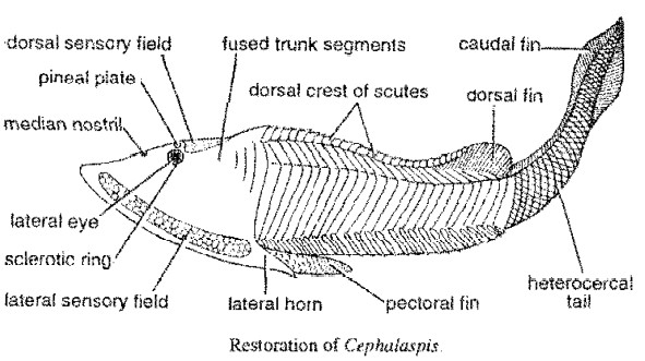 Read more about the article OSTRACODERMS​ – ORGANISATION AND AFFINITIES