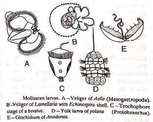 LARVAL FORMS OF MOLLUSCA