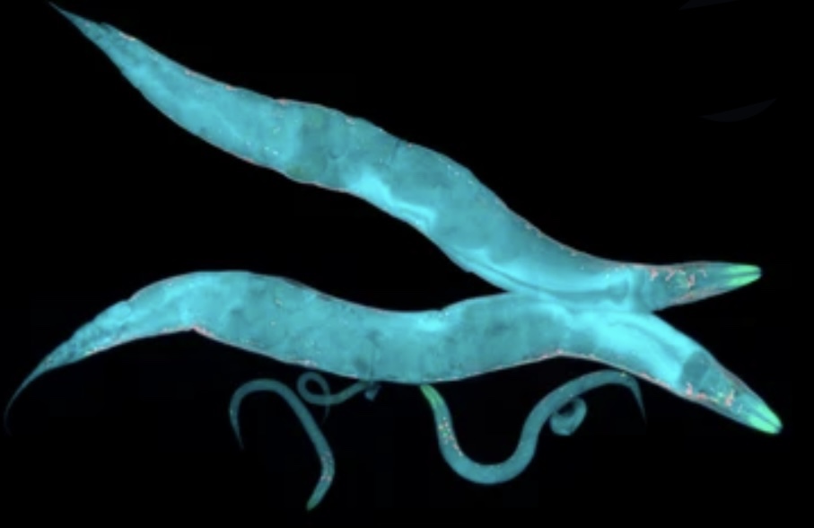 Read more about the article DEVELOPMENT OF C. ELEGANS