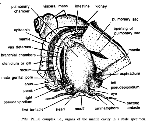 DISSSECTION OF PILA GLOBOSA (APPLE SNAIL)