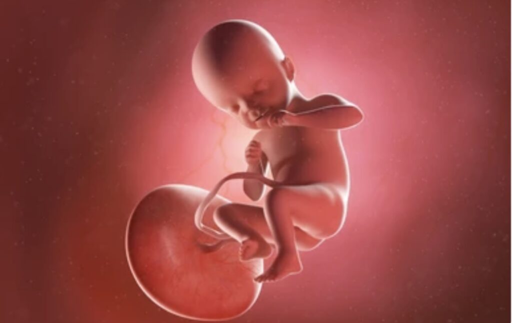 PLACENTA AND TYPES OF PLACENTA